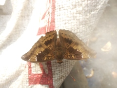 Euthalia aconthea