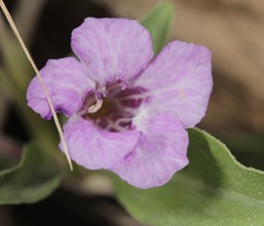 Dyschoriste schiedeana