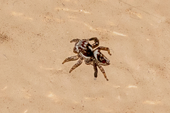 Maratus leo