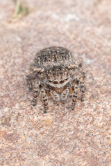 Maratus vespertilio