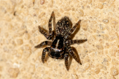 Saitis virgatus