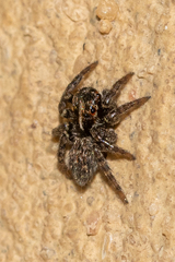 Saitis virgatus