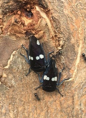 Eurymela distincta
