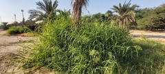 Panicum antidotale