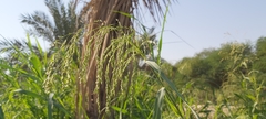 Panicum antidotale