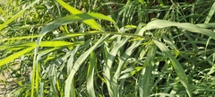 Panicum antidotale