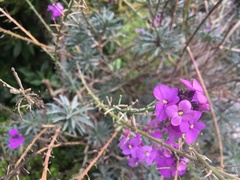 Erysimum linifolium