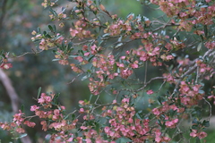 Dodonaea viscosa cuneata