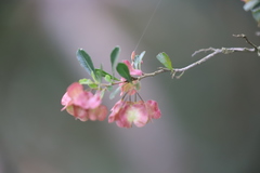 Dodonaea viscosa cuneata
