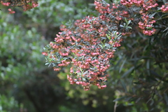Dodonaea viscosa cuneata