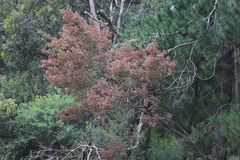 Dodonaea viscosa cuneata