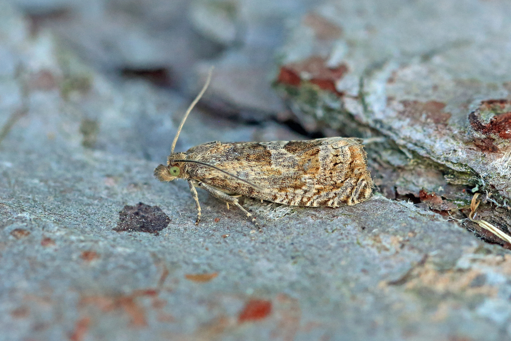 Butterbur Bell