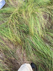 Carex stricta