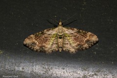 Chloroclystis sphragitis