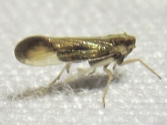 Tagosodes orizicolus