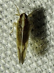 Tagosodes orizicolus