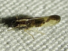 Tagosodes orizicolus