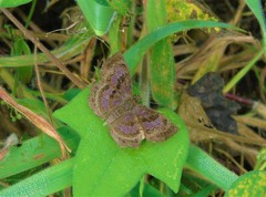 Antigonus funebris