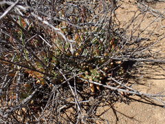 Cotyledon papillaris