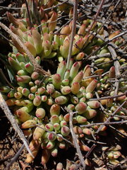 Cotyledon papillaris