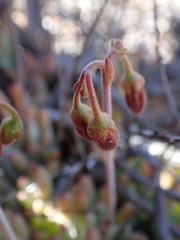 Cotyledon papillaris