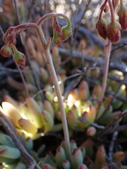 Cotyledon papillaris