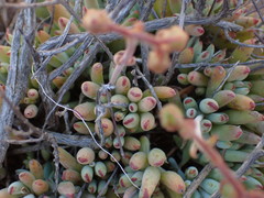 Cotyledon papillaris