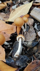 Candolleomyces candolleanus