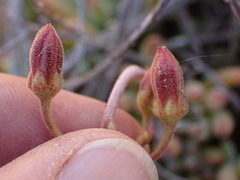 Cotyledon papillaris