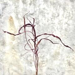 Cucumber mosaic virus