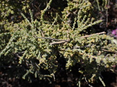 Caroxylon aphyllum