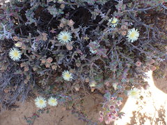 Mesembryanthemum nitidum