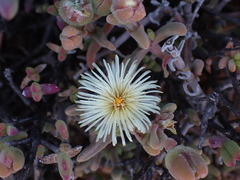 Mesembryanthemum nitidum
