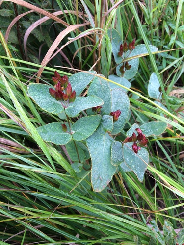 Hypericum virginicum