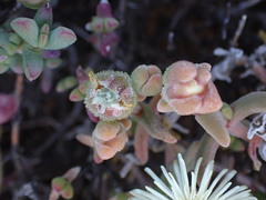 Mesembryanthemum nitidum