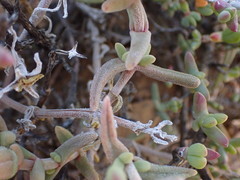 Mesembryanthemum nitidum