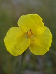 Xyris bracteata