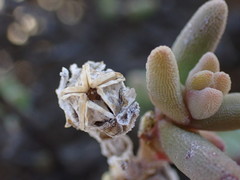 Mesembryanthemum nitidum