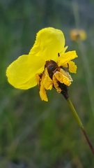 Xyris bracteata