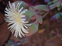 Mesembryanthemum nitidum