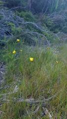 Xyris bracteata