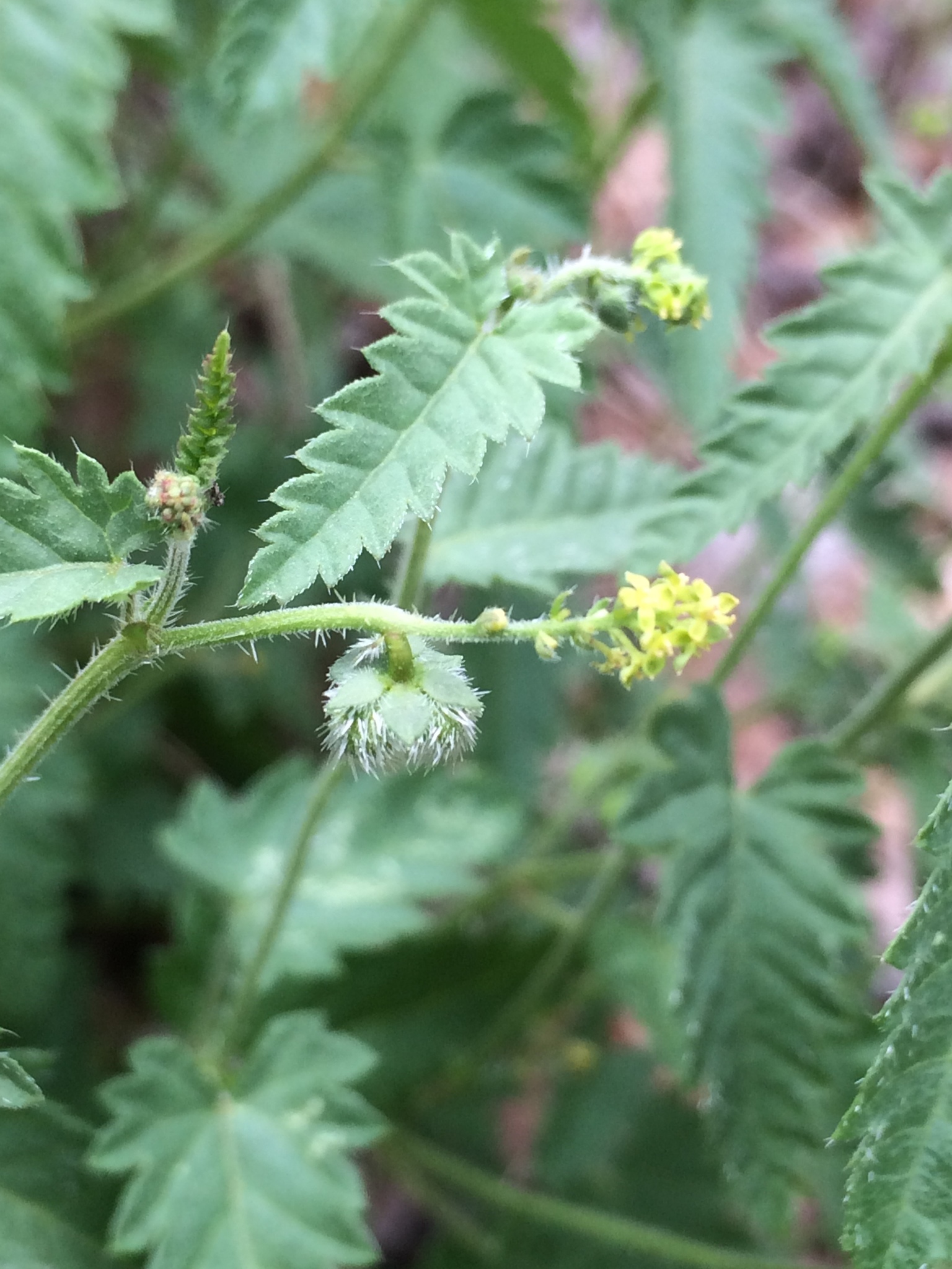 Tragia nepetifolia