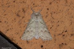 Declana niveata
