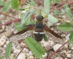 Exoprosopa rostrifera