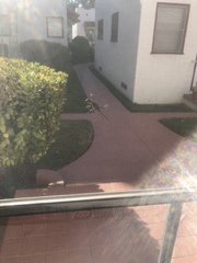 Sceloporus occidentalis