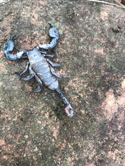 Opisthacanthus validus