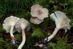 Spodocybe trulliformis