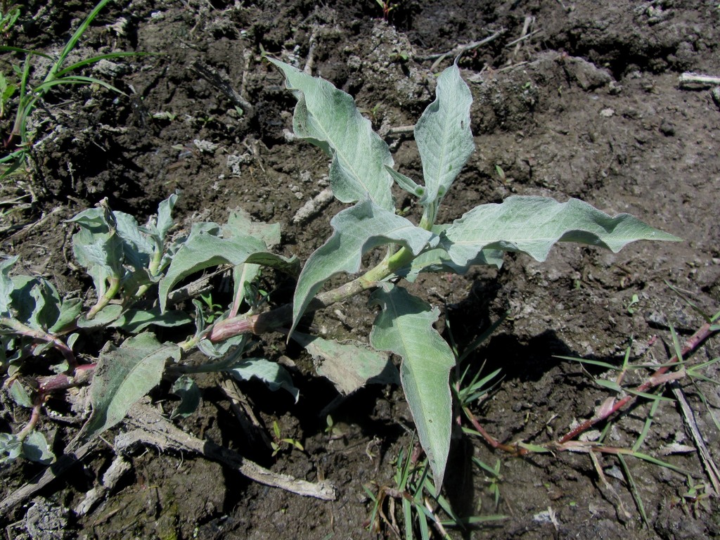 Persicaria lanigera (Persicaria lanigera)
