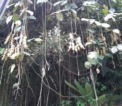 Mucuna urens