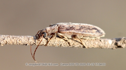 Sparedrus davidis · iNaturalist